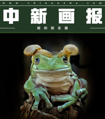 游蛙最新版，探索游戏新体验的首选平台