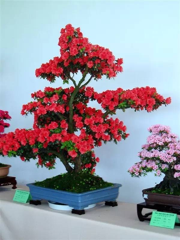 映山红价格解析，市场走势与观点多维解读